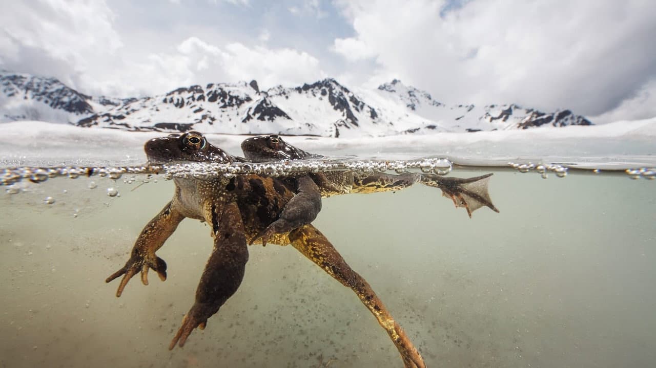 The Sanctuary:Survival Stories of the Alps