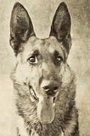 Thunder the Dog
