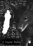 A Coyote Walks