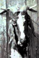 Slipknot: Goat