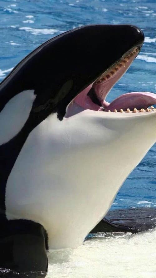 Orcas asesinas - Inteligencia al mรกximo