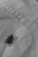 A Town Without Flies