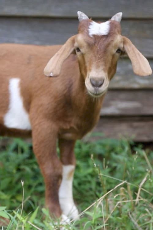 If it Wonβt Hold Water, it Surely Wonβt Hold a Goat